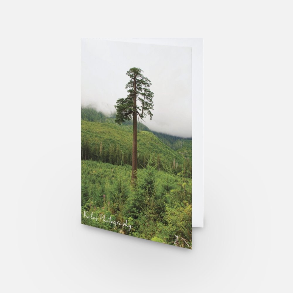 Blank greeting card douglas fir card for tree lover landscape card big tree card pretty tree card tree card landscape lover card for her card for him