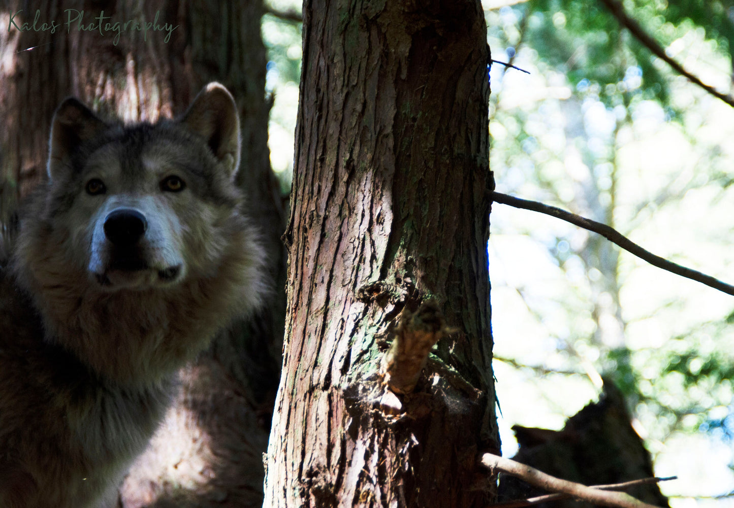 Tumbler 20 oz Stainless Steel Wolf in the woods Max