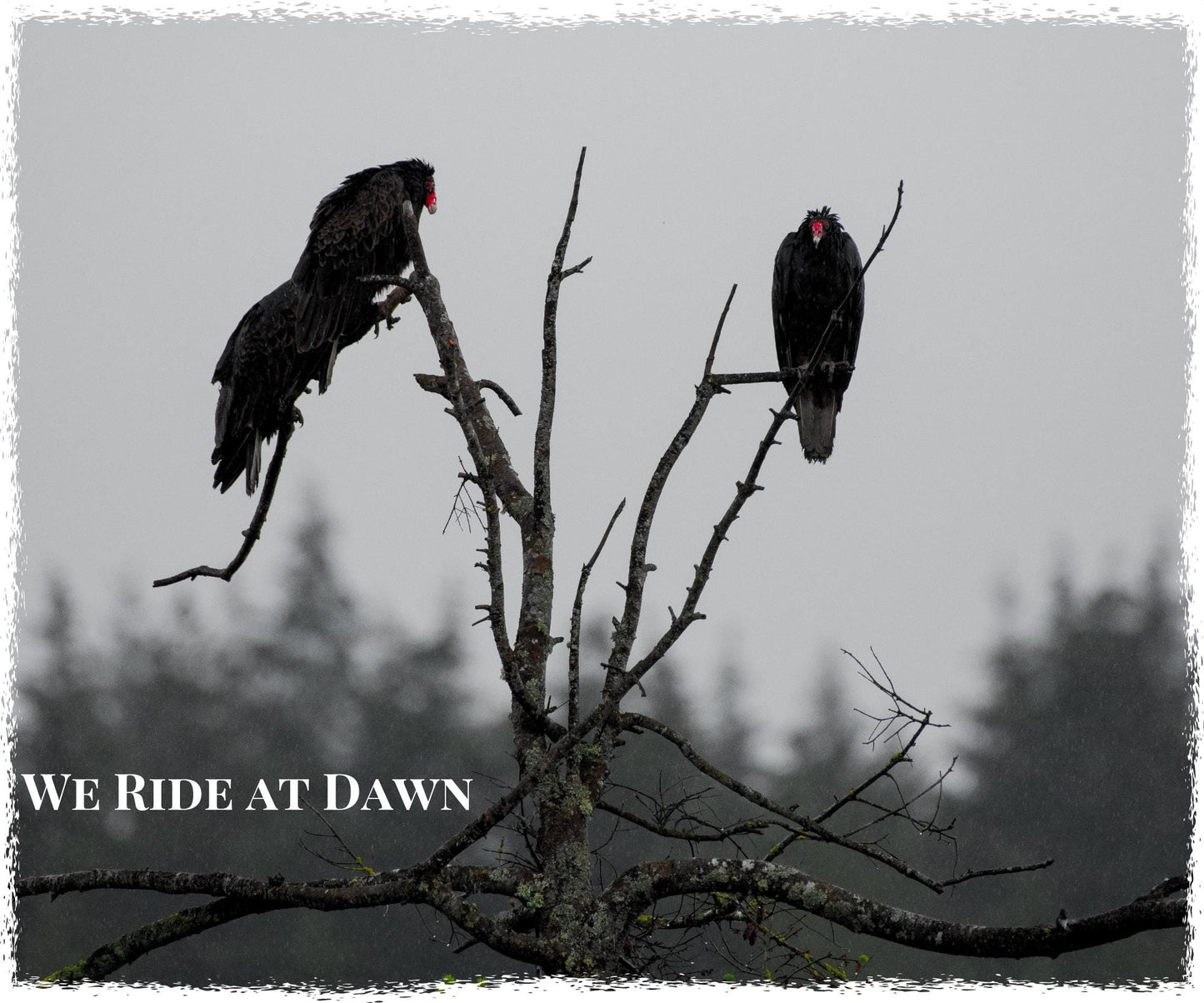 Canvas Tote Bag Vulture Ride at Dawn trick or treat Gift for Birthday Present for Her Him Christmas Stocking Stuffer Friendsgiving halloween