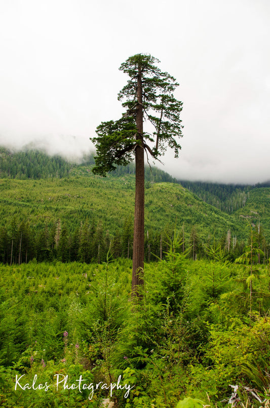 Canvas Print 24"x16" Big Lonely Doug Douglas Fir Tree