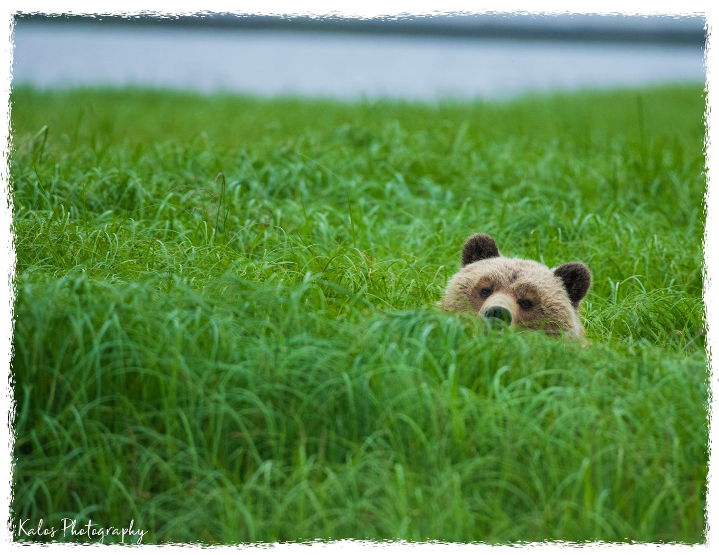 Tote Bag Canvas Grizzly Bear Peek-a-boo